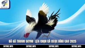 Đá Gà Thomo Sky88 - Lựa Chọn Cá Cược Đỉnh Cao 2025